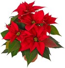 Weihnachtsstern im Angebot bei REWE in Mannheim Weihnachtsstern Angebote von REWE Regional bei REWE Mannheim für 2,79 €