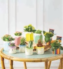 U Express Serres - Promo Mixte Kalanchoe Cactus Promo Mixte Kalanchoe Cactus à 9,98 € dans le catalogue U Express à Serres