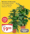 GLOBUS Mühldorf - Monstera mit Moosstab Angebot im Prospekt Monstera mit Moosstab bei GLOBUS im Mühldorf Prospekt für 19,99 €