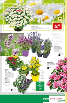 Narzissen im aktuellen BayWa Bau- und Gartenmärkte Prospekt (Nürnberg) Narzissen im BayWa Bau- und Gartenmärkte Prospekt "Entscheiden Sie selbst" mit 16 Seiten (Nürnberg)