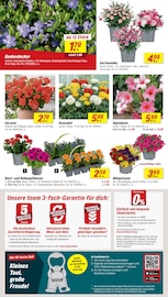 Aktueller toom Baumarkt Prospekt mit Pflanzen, "Respekt, wer's selber macht.", Seite 2