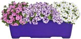 Aktuelles Confetti Garden Angebot bei Penny in Solingen (Klingenstadt) ab 7,99 €