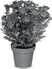 Chrysantheme für 2,49 € bei Netto Marken-Discount im Angebot Chrysantheme im aktuellen Netto Marken-Discount Prospekt