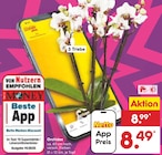 Netto Marken-Discount - Orchidee Angebot im Prospekt Orchidee bei Netto Marken-Discount im Prospekt "" für 8,49 €