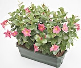 Jardinière de dipladénias - Botanic à Saint-Maur-des-Fossés Jardinière de dipladénias en promo chez Botanic Saint-Maur-des-Fossés à 23,99 €