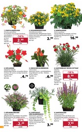 Balkonpflanzen im Dehner Garten-Center Prospekt in Remscheid Aktueller Dehner Garten-Center Prospekt mit Balkonpflanzen, "SOMMER MEDITERRAN", Seite 4