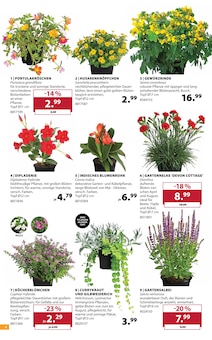 Pflanzen im aktuellen Dehner Garten-Center Prospekt (Reutlingen) Pflanzen im Dehner Garten-Center Prospekt "SOMMER MEDITERRAN" mit 16 Seiten (Reutlingen)