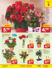 Tulpen im aktuellen Netto Marken-Discount Prospekt (Mainz) Tulpen im Netto Marken-Discount Prospekt "Aktuelle Angebote" mit 63 Seiten (Mainz)