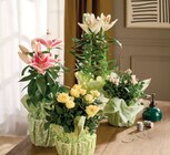 PLANTE FLEURIE PRÊT À OFFRIR DANS UNE COLLERETTE en promo chez Intermarché Hyper Versailles à 11,99 €