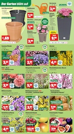 Aktueller Thomas Philipps Prospekt mit Stauden, "Top Angebote", Seite 4