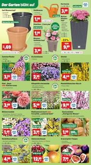 Äpfel im aktuellen Thomas Philipps Prospekt (Braunschweig) Äpfel im Thomas Philipps Prospekt "Top Angebote" mit 19 Seiten (Braunschweig)