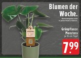 E center Oer-Erkenschwick - Monstera Angebot im Prospekt Monstera bei E center im Oer-Erkenschwick Prospekt für 7,99 €
