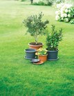 Blumentopf im Angebot bei Netto mit dem Scottie in Oranienburg Blumentopf Angebote bei Netto mit dem Scottie Oranienburg für 0,99 €
