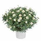 Margeritenbusch bei Lidl im Kamp-Bornhofen Prospekt für 4,99 €