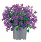Glockenblume  im aktuellen toom Baumarkt Prospekt für 4,99 €