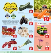 Ähnliche Tulpen Angebote im Prospekt "Aktuelle Angebote" von Marktkauf in Lörrach Ähnliche Angebote wie Tulpen im Prospekt "Aktuelle Angebote" auf Seite 13 von Marktkauf in Lörrach