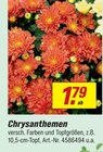 Aktuelle Chrysantheme Angebote bei toom Baumarkt in Bochum Aktuelles Chrysanthemen Angebot bei toom Baumarkt in Bochum ab 1,79 €