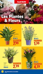 Prix et réduction Plante D'intérieur dans le prospectus Lidl en cours Offre Plante D'intérieur dans le catalogue Lidl du moment à la page 32