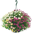 Chrysanthemen Trio Ampel bei Netto mit dem Scottie im Eberswalde Prospekt für 7,99 €