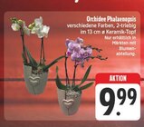 Orchidee Phalaenopsis Angebote bei EDEKA Würzburg für 9,99 €