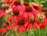 PURPUR-SONNENHUT 'PANAMA RED' im Dehner Garten-Center Prospekt PURPUR-SONNENHUT 'PANAMA RED' von im aktuellen Dehner Garten-Center Prospekt für 9,99 €