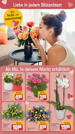 Ähnliche Angebote wie Hibiskus im Prospekt "Dein Markt" auf Seite 8 von REWE in Chemnitz