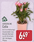 Calla von Gardenline im aktuellen ALDI Nord Prospekt