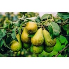 Fruitier en motte prêt à planter dans le catalogue Carrefour