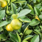 Zitronen-Stämmchen Angebote bei Garten-Center Nordharz GmbH & Co. KG Gifhorn für 29,99 €