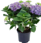 Freilandhortensie 7+ von  im aktuellen OBI Prospekt für 14,99 €