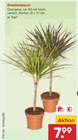 Aktuelles Drachenbaum Angebot bei Netto Marken-Discount in Ulm ab 7,99 €