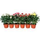 Rosier - Carrefour Rosier à 1,99 € dans le catalogue Carrefour