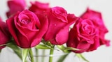 Baum im Pflanzen Kölle Prospekt Nimm mich mit Rose ca. 30–35 cm im aktuellen Pflanzen Kölle Prospekt für 2,59 €