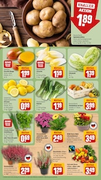 Pflanzen Angebot & Preis im aktuellen REWE Prospekt Pflanzen Angebot im aktuellen REWE Prospekt auf Seite 13