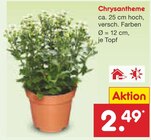 Chrysantheme im Angebot bei Netto Marken-Discount in Heilbronn Chrysantheme Angebote bei Netto Marken-Discount Heilbronn für 2,49 €