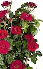 Edel-Kletter-Rosen Mix bei Wreesmann im Lausnitz Prospekt für 2,99 €