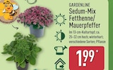 Sedum-Mix Fetthenne/Mauerpfeffer Angebote von Gardenline bei ALDI Nord Gummersbach für 1,99 €