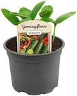 Angebot im Penny Gumbsheim Prospekt Penny Gumbsheim Prospekt mit im Angebot für 1,79 €