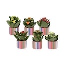 Mini plante fin d'école - Carrefour à Reims Mini plante fin d'école en promo chez Carrefour Reims à 2,99 €