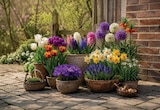 Blumenzwiebeln im Angebot bei Netto mit dem Scottie in Kiel Blumenzwiebeln Angebote bei Netto mit dem Scottie Kiel für 0,99 €