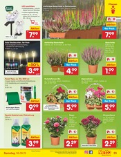 Laternen im Netto Marken-Discount Prospekt in Schwabach Aktueller Netto Marken-Discount Prospekt mit Laternen, "Aktuelle Angebote", Seite 33