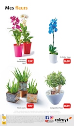 Offre Orchidée dans le catalogue Colruyt du moment à la page 8