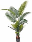 XXL-Kunstpflanze Palme von  im aktuellen ROLLER Prospekt für 49,99 €