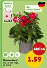 Penny Plessa Prospekt mit  im Angebot für 1,59 €