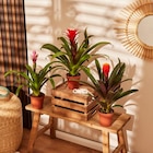 Bromelia dans le catalogue Carrefour