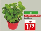 famila Nordost Neumünster - Basilikum Angebot im Prospekt Basilikum bei famila Nordost im Neumünster Prospekt für 1,79 €