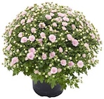 Chrysanthemen-Busch von Gardenline im aktuellen ALDI Nord Prospekt