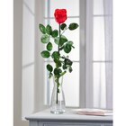 Rose éternelle rouge - Carrefour à Bagneux Rose éternelle rouge en promo chez Carrefour Bagneux à 9,99 €