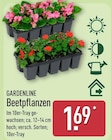 Beetpflanzen von Gardenline im aktuellen ALDI Nord Prospekt