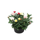Coupe de rosier multicolore en promo chez Carrefour Levallois-Perret à 6,99 €